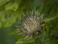 Cirsium oleraceum 43, Moesdistel, Saxifraga-Jan van der Straaten