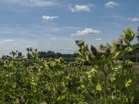 Cirsium oleraceum 5, Moesdistel, Saxifraga-Jan van der Straaten
