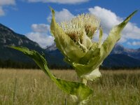 Cirsium oleraceum 51, Moesdistel, Saxifraga-Ed Stikvoort
