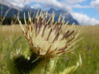 Cirsium oleraceum 53, Moesdistel, Saxifraga-Ed Stikvoort