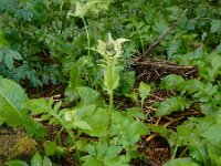 Cirsium oleraceum 54, Moesdistel, Saxifraga-Ed Stikvoort