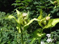 Cirsium oleraceum 57, Moesdistel, Saxifraga-Hans Grotenhuis