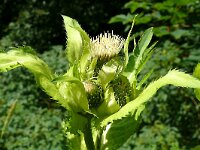 Cirsium oleraceum 58, Moesdistel, Saxifraga-Hans Grotenhuis