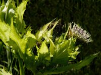 Cirsium oleraceum 7, Moesdistel, Saxifraga-Jan van der Straaten