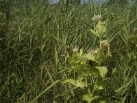 Cirsium oleraceum 8, Moesdistel, Saxifraga-Jan van der Straaten