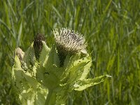 Cirsium oleraceum 9, Moesdistel, Saxifraga-Jan van der Straaten