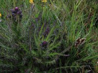 Cirsium palustre 21, Kale jonker, Saxifraga-Hans Boll