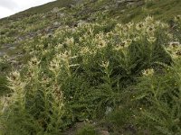 Cirsium spinosissimum 8, Saxifraga-Willem van Kruijsbergen