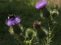 Cirsium vulgare 13, Speerdistel, Saxifraga-Jan van der Straaten
