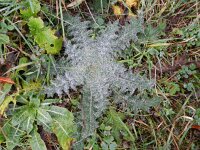 Cirsium vulgare 14, Speerdistel, Saxifraga-Rutger Barendse