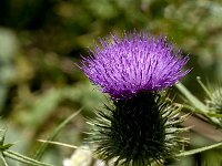 Cirsium vulgare 16, Speerdistel, Saxifraga-Jan van der Straaten