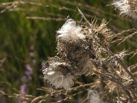 Cirsium vulgare 2, Speerdistel, Saxifraga-Jan van der Straaten