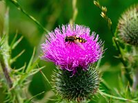 Cirsium vulgare 22, Speerdistel, Saxifraga-Bart Vastenhouw