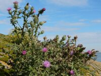 Cirsium vulgare 26, Speerdistel, Saxifraga-Ed Stikvoort