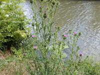 Cirsium vulgare 27, Speerdistel, Saxifraga-Ed Stikvoort