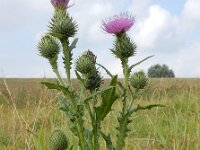 Cirsium vulgare 29, Speerdistel, Saxifraga-Ed Stikvoort
