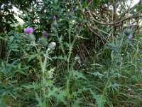 Cirsium vulgare 31, Speerdistel, Saxifraga-Ed Stikvoort