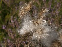 Cirsium vulgare 39, Speerdistel, Saxifraga-Jan van der Straaten