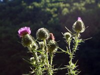 Cirsium vulgare 7, Speerdistel, Saxifraga-Jeroen Willemsen