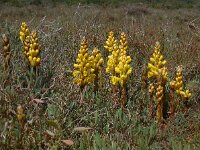 Cistanche phelypaea 10, Saxifraga-Ed Stikvoort