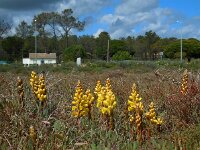 Cistanche phelypaea 11, Saxifraga-Ed Stikvoort