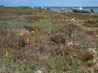 Cistanche phelypaea 12, Saxifraga-Ed Stikvoort