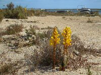 Cistanche phelypaea 13, Saxifraga-Ed Stikvoort