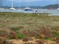 Cistanche phelypaea 14, Saxifraga-Ed Stikvoort