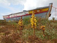 Cistanche phelypaea 15, Saxifraga-Ed Stikvoort