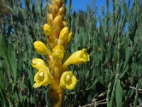 Cistanche phelypaea 18, Saxifraga-Ed Stikvoort