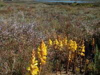 Cistanche phelypaea 19, Saxifraga-Ed Stikvoort