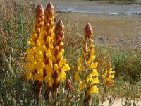 Cistanche phelypaea 20, Saxifraga-Ed Stikvoort