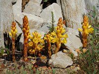 Cistanche phelypaea 21, Saxifraga-Ed Stikvoort