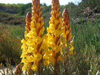 Cistanche phelypaea 22, Saxifraga-Ed Stikvoort