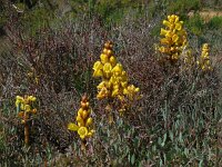 Cistanche phelypaea 23, Saxifraga-Ed Stikvoort