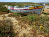 Cistanche phelypaea 24, Saxifraga-Ed Stikvoort