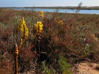 Cistanche phelypaea 25, Saxifraga-Ed Stikvoort