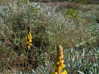 Cistanche phelypaea 26, Saxifraga-Ed Stikvoort