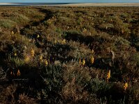 Cistanche phelypaea 27, Saxifraga-Ed Stikvoort