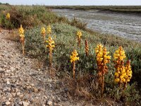 Cistanche phelypaea 28, Saxifraga-Ed Stikvoort
