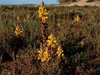 Cistanche phelypaea 29, Saxifraga-Ed Stikvoort