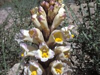 Cistanche phelypaea 3, Saxifraga-Jan van der Straten