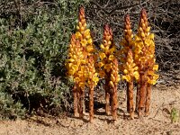 Cistanche phelypaea 30, Saxifraga-Ed Stikvoort