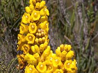Cistanche phelypaea 33, Saxifraga-Bart Vastenhouw