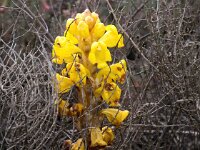 Cistanche phelypaea 34, Saxifraga-Bart Vastenhouw