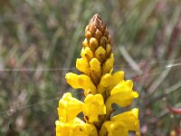 Cistanche phelypaea 35, Saxifraga-Bart Vastenhouw