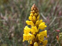 Cistanche phelypaea 36, Saxifraga-Bart Vastenhouw