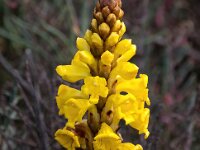 Cistanche phelypaea 37, Saxifraga-Bart Vastenhouw