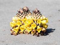 Cistanche phelypaea 38, Saxifraga-Bart Vastenhouw