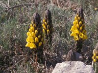 Cistanche phelypaea 4, Saxifraga-Piet Zomerdijk